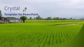  Presentation with paddy field - Slide set consisting of paddy-rice-field-in-yuli background and a sky blue colored foreground