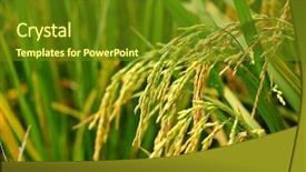  Presentation with paddy field - Amazing theme having paddy rice field backdrop and a tawny brown colored foreground