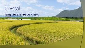  Presentation with paddy field - Cool new presentation design with paddy rice field backdrop and a sky blue colored foreground