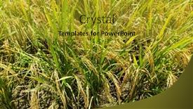  Presentation with paddy field - Theme with paddy-rice-field background and a gold colored foreground