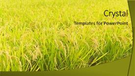  Presentation with export - PPT theme having paddy rice field background and a yellow colored foreground