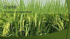  Presentation with paddy field - Amazing PPT theme having paddy rice field backdrop and a yellow colored foreground