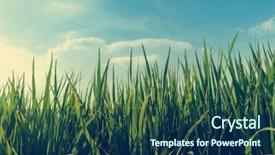  Presentation with rice paddy - Audience pleasing presentation design consisting of paddy rice fields and sky backdrop and a navy blue colored foreground