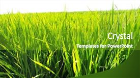  Presentation with rice paddy - Amazing presentation theme having paddy rice fields and sky backdrop and a tawny brown colored foreground