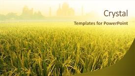  Presentation with rice paddy - Beautiful slide deck featuring paddy rice fields with taj backdrop and a cream colored foreground