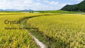  Presentation with rice paddy - Cool new PPT layouts with paddy rice meadow backdrop and a gold colored foreground