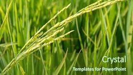  Presentation with rice plant - Presentation featuring paddy rice plant close up background and a tawny brown colored foreground