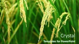 Presentation with rice plant - Slide set having paddy rice plant background and a forest green colored foreground