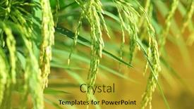  Presentation with rice paddy - Slide set with paddy rice plant background and a gold colored foreground