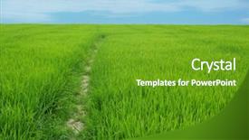  Presentation with rice paddy - PPT layouts consisting of paddy rice sky background and a tawny brown colored foreground