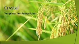  Presentation with rice paddy - Cool new slides with paddy rice backdrop and a yellow colored foreground