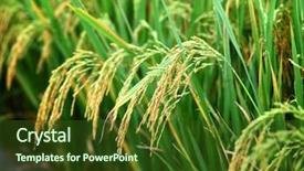  Presentation with paddy field - Amazing presentation design having paddy rice backdrop and a tawny brown colored foreground