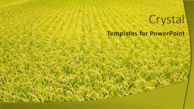  Presentation with rice paddy - Beautiful PPT theme featuring paddy rice backdrop and a gold colored foreground