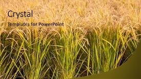  Presentation with rice paddy - Audience pleasing presentation consisting of paddy rice backdrop and a yellow colored foreground