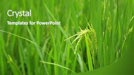  Presentation with rice paddy - PPT layouts featuring paddy rice background and a tawny brown colored foreground