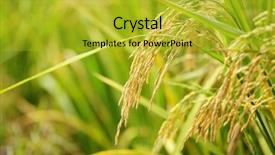  Presentation with rice paddy - Slide set featuring paddy rice background and a yellow colored foreground