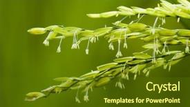  Presentation with rice paddy - Presentation enhanced with paddy stalk and flowers background and a tawny brown colored foreground