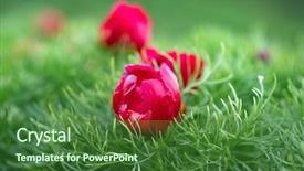  Presentation with transylvania - Presentation design enhanced with paeonia tenuifolia in transylvania romania background and a forest green colored foreground