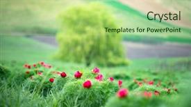 Presentation with transylvania - Presentation consisting of paeonia tenuifolia in transylvania romania background and a mint green colored foreground