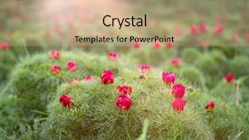  Presentation with transylvania - Colorful presentation enhanced with paeonia tenuifolia in transylvania romania backdrop and a coral colored foreground