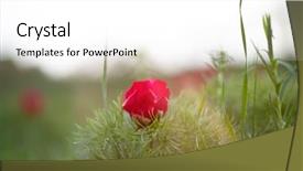  Presentation with transylvania - Audience pleasing PPT theme consisting of paeonia tenuifolia in transylvania romania backdrop and a white colored foreground