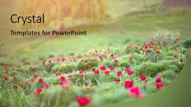  Presentation with transylvania - Presentation theme featuring paeonia tenuifolia in transylvania romania background and a yellow colored foreground