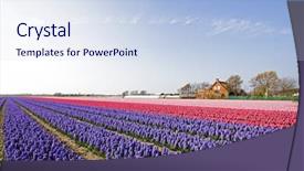  Presentation with colorful green corn field - Audience pleasing slide set consisting of racing go kart hologram wireframe backdrop and a black colored foreground