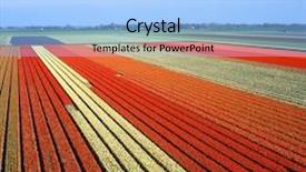  Presentation with medical assistant pediatric field - PPT theme with paesi bassi - tulip field netherlands background and a  colored foreground