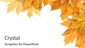  Presentation with page border - PPT layouts consisting of page border - autumn leaves isolated on white background and a white colored foreground