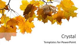  Presentation with fall leaves border white - Beautiful presentation featuring page border - autumn leaves isolated on white backdrop and a white colored foreground