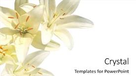  Presentation with page border - PPT layouts consisting of page border - lilies on white background background and a white colored foreground