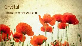  Presentation with page border - Colorful slides enhanced with page border - photo of a poppies flowers backdrop and a soft green colored foreground