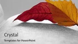  Presentation with open book page - Audience pleasing slides consisting of page of open book backdrop and a light gray colored foreground