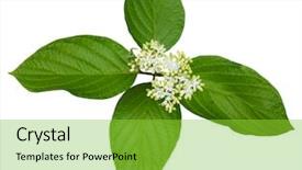  Presentation with dogwood - Colorful slide deck enhanced with pagoda dogwood flower and leaves backdrop and a yellow colored foreground