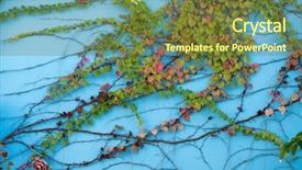  Presentation with chemistry leaves green leaf - Beautiful presentation theme featuring paint garden - blue wall covered with ivy backdrop and a tawny brown colored foreground
