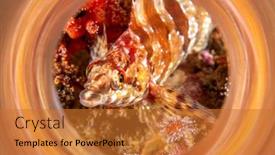  Presentation with animals - Presentation featuring painted-greenling-shot background and a red colored foreground