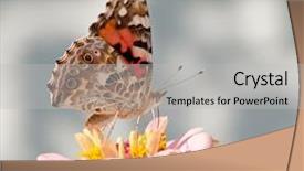  Presentation with light pink - Amazing slides having painted lady vanessa cardui butterfly backdrop and a light gray colored foreground