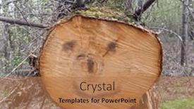  Presentation with pine - Slides with painted-smile-on-the-saw background and a coral colored foreground