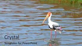  Presentation with bird - PPT theme enhanced with painted stork bird in kolleru lake india background and a light blue colored foreground