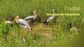  Presentation with sri lanka - Slide deck consisting of painted-stork-of-yala-national background and a tawny brown colored foreground