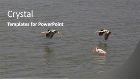  Presentation with flight - Audience pleasing presentation theme consisting of painted-storks-in-flight-over backdrop and a gray colored foreground