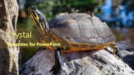  Presentation with turtle - Theme having painted-turtle-in-wildlife-park background and a  colored foreground