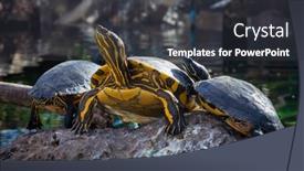  Presentation with wildlife - Presentation theme consisting of painted-turtles-in-wildlife-park background and a  colored foreground
