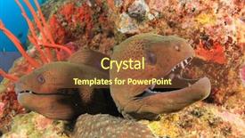  Presentation with pair - Presentation having pair giant moray eels background and a tawny brown colored foreground
