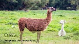  Presentation with breeding - Slide deck having pair-of-adorable-llams-white background and a yellow colored foreground