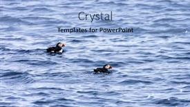  Presentation with falling snow - Cool new slide deck with pair-of-atlantic-puffins-fratercula backdrop and a light blue colored foreground