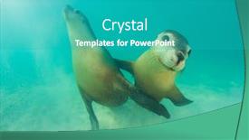  Presentation with lions - Cool new PPT theme with pair-of-australian-sea-lions backdrop and a teal colored foreground