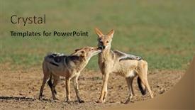  Presentation with pair - PPT layouts enhanced with pair-of-black-backed-jackals background and a violet colored foreground