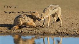  Presentation with kalahari - Slide set consisting of pair-of-black-backed-jackals background and a coral colored foreground