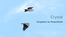  Presentation with flight - PPT theme having pair-of-black-shouldered-lapwings background and a  colored foreground